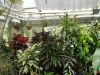 Botanická zahrada  - skleník